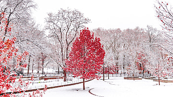 Red Winter Central Park , winter, nature, autumn HD wallpaper