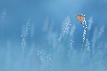 Butterfly, summer, blue, fluture, nature, edy pamungkas, vara, insect, one HD wallpaper