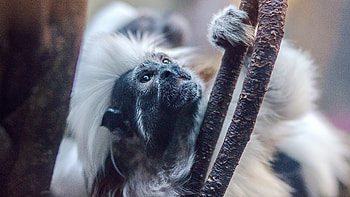 Animals, Muzzle, Monkey, Climb, Paw HD wallpaper