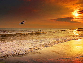 Sundown, sea, birds, sun, sunset, ocean, beach HD wallpaper