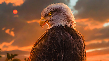 Wild Bald Eagle , eagle, birds HD wallpaper
