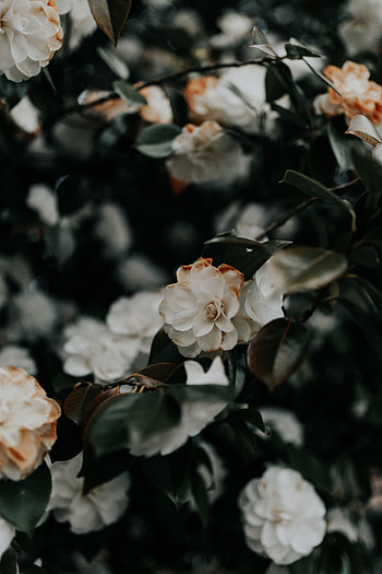 Flowers, Leaves, Bush, Plant, Branches, Blooms HD phone wallpaper