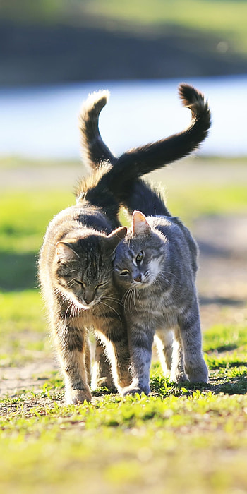 Whiskered Walk — Two Cats in Soft Focus ( ), depth of field, Animal, cat HD phone wallpaper
