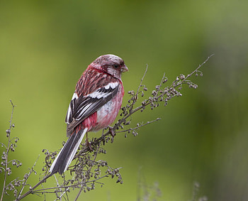 Long-tailed Rosefinch, rosefinch, beautiful, long-tailed, bird HD wallpaper