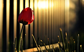 Flowers, Flower, Shine, Light, Fencing, Enclosure, Tulip HD wallpaper