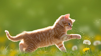 Cat , Most popular, Cat backgrounds HD wallpaper
