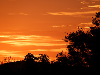 Nature, Sunset, Bush, Silhouette HD wallpaper