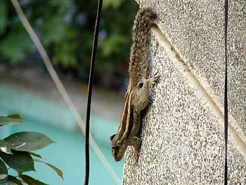 Squirrel, cool, beautiful HD wallpaper