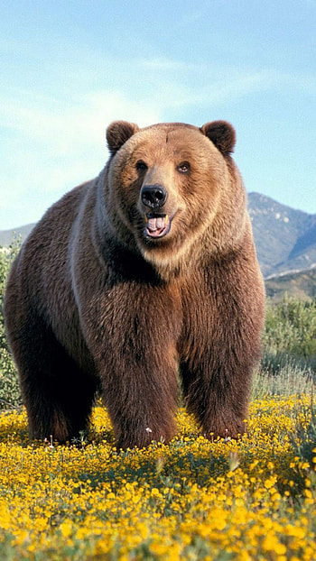 lockscreen background, Bear species collection, Wildlife admiration, Nature's wonders HD phone wallpaper