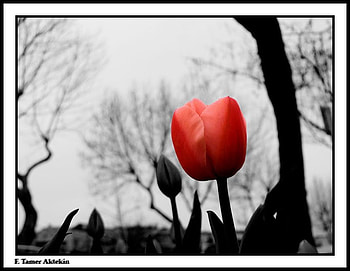 kirmizi lale, tulip, flowers, spring, red HD wallpaper