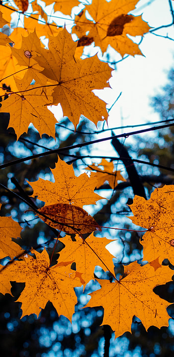 Maple leaves, Yellow tree, Autumn , Samsung Galaxy S8 HD phone wallpaper
