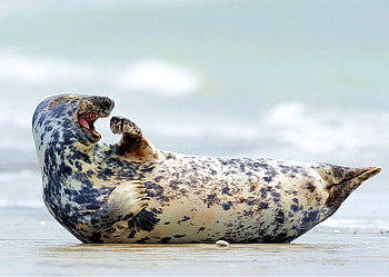 Laughing Seal, seal, cool, laughing HD wallpaper