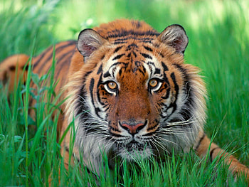 Animals, Tigers HD wallpaper