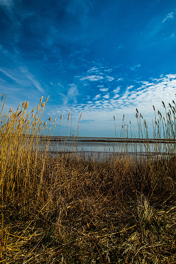 Nature, Grass, Sky, Horizon, Dry HD phone wallpaper