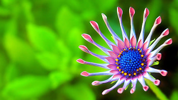 African daisy, Ultra , Nature's canvas, Vibrant colors HD wallpaper