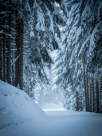 Winter, Nature, Trees, Pine, Snow, Forest HD phone wallpaper