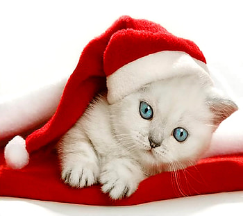Kitty with Christmas hat, Santa hat, Kitty, Hat, Christmas HD wallpaper