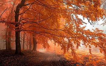 Autumnal Path, dawning, morning mist, foggy, trees, beautiful, autumn leaves, orange, forest HD wallpaper