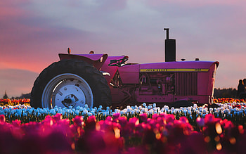 Tulips field, Farms HD wallpaper