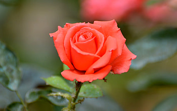 Rose, nature, orange, flower HD wallpaper