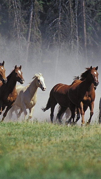 Seven Running Horses -, 7 Horses HD phone wallpaper