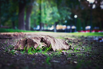 A close-up view of a dried leaf resting on ground with green grass in a park setting. HD wallpaper