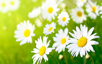 Cool daisies, , Refreshing backgrounds, Floral beauty HD wallpaper