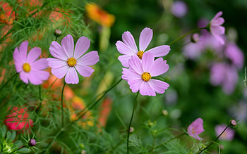 Cosmos Flowers, nature, pink, plants HD wallpaper