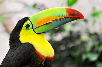 Animals, Beak, Multicolored, Motley, Toucan, Tropical Bird HD wallpaper