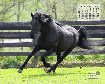 2011 June Horse, horses, black, running, animals HD wallpaper