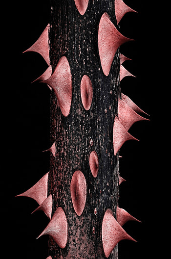 Thorns, Spikes, Stem, Stalk HD phone wallpaper