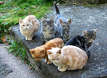 Catting around, outside, black, hanging out, grey, brown white, cats, six, orange HD wallpaper