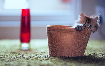 Animals, Cats HD wallpaper
