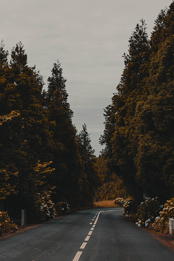 Nature, Flowers, Bush, Road, Markup HD phone wallpaper