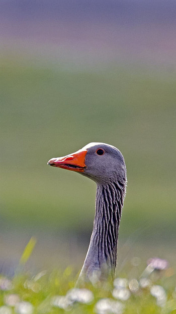 Goose on , , Stunning , Nature's beauty HD phone wallpaper