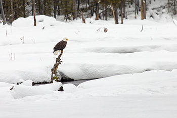 Animals, Snow, Bird, Branch, Eagle HD wallpaper