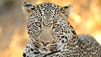 wildlife , Stunning visuals, Ultra , beauty HD wallpaper