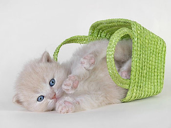 green basket, basket, green HD wallpaper