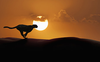 running cheetah, , sunset, desert, artwork, wildlife, silhouette of cheetah, predators, cheetah HD wallpaper