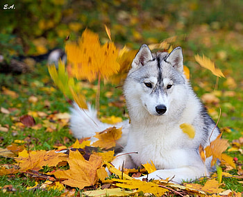 dog, leaves, autumn, nature, pet HD wallpaper