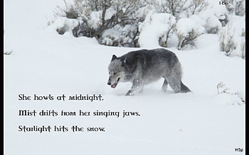 wolf wisdom, winter, dog, canis lupus, lone wolf, wolf, howling, snow, the pack, mythical, white, timber, wolves, grey, lobo, wisdom beautiful, grey wolf, wisdom, nature, canine, friendship, arctic, solitude, black, quotes, wolf pack, , wild animal black, wolfrunning, abstract, pack, majestic, howl, spirit, wolf HD wallpaper