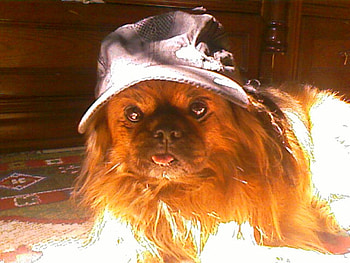 kooky, dog kooky hat HD wallpaper