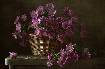Still Life, basket, pretty, colors, beautiful, nature, flowers HD wallpaper