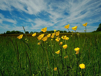 rising from green, yellow, green, fields, nature, flowers HD wallpaper