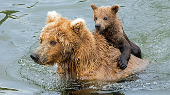Mom and Cub, cute, river, grizzly, water, wildlife HD wallpaper
