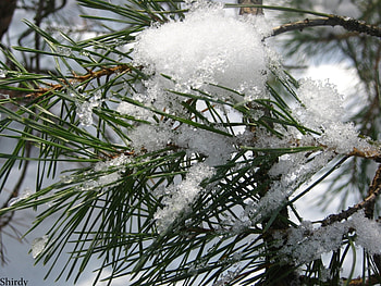 Plants, Pine, Snow HD wallpaper
