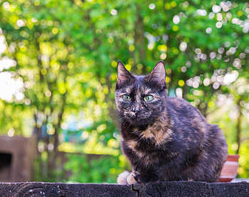Animals, Sit, Cat, Spotty, Spotted, Street HD wallpaper