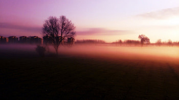 uptown, nature, field, tree HD wallpaper
