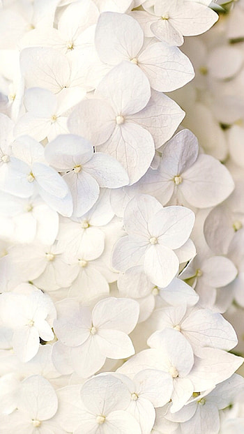 White Flowers, Adorable, White, Flowers HD phone wallpaper