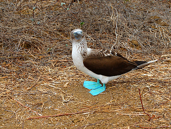 Blue footed booby, Wayfarers handbook, Bird, Adorable HD wallpaper